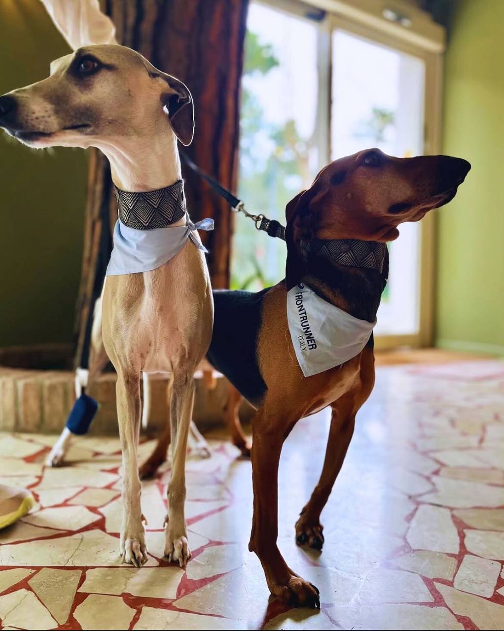 Cani ospiti dell'Hotel Millepini pet friendly